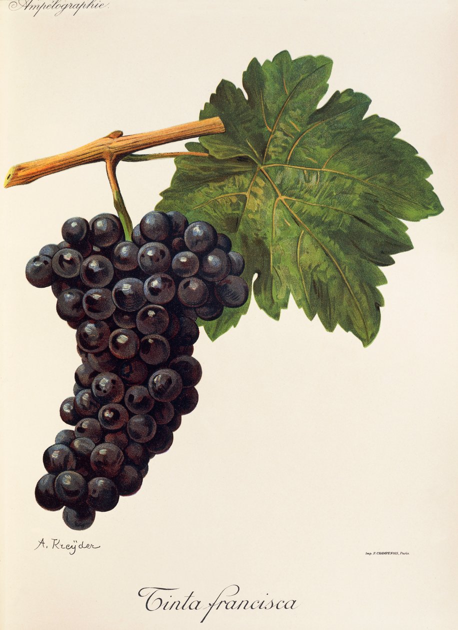 Uva Tinta Francisca da Alexis Kreyder