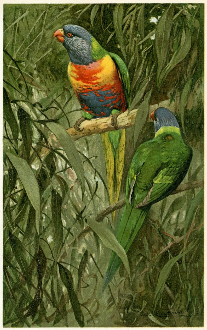 Una coppia di lorichetti arcobaleno, 1890 da Alfred Brehm