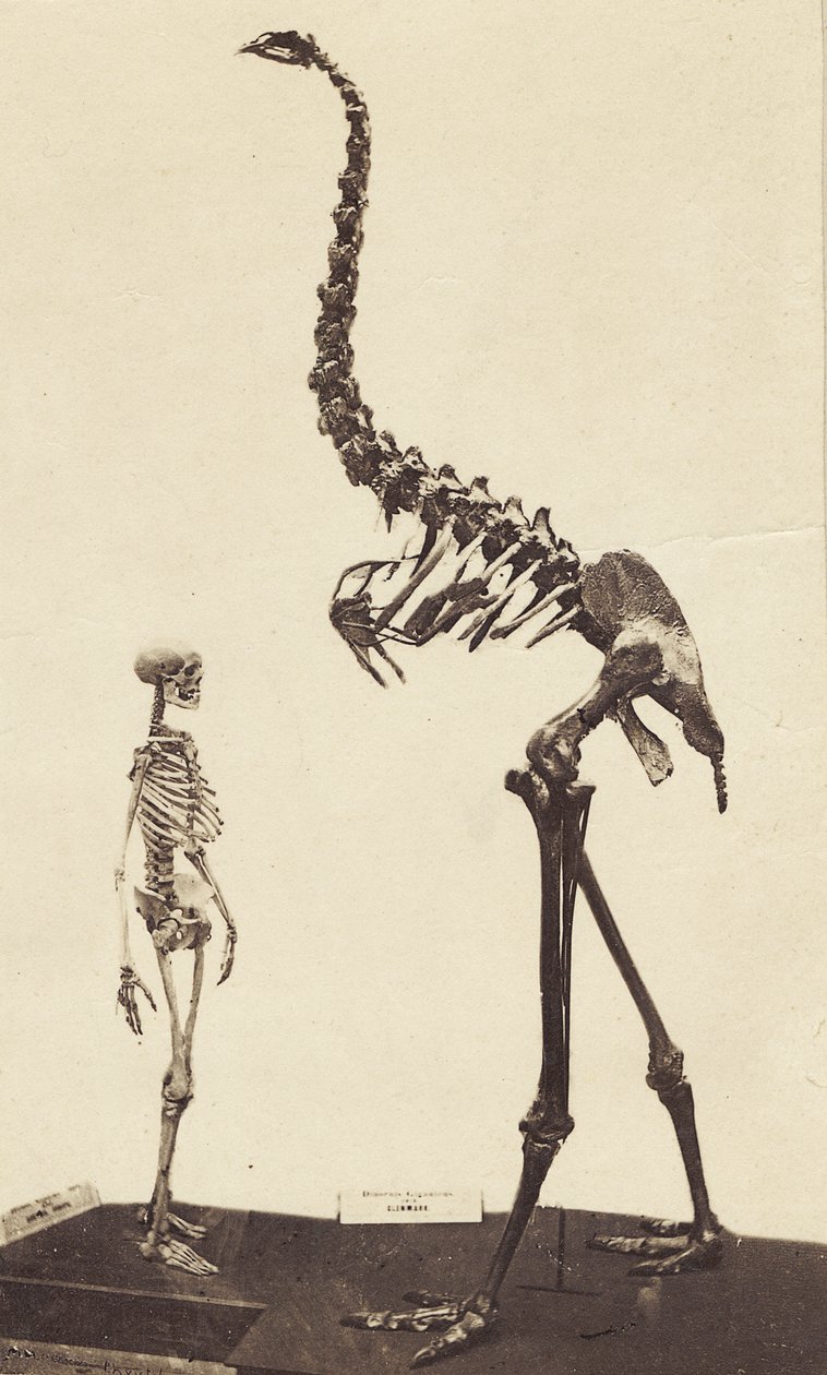 Uomo e Moa, c.1870 da Alfred Charles Barker