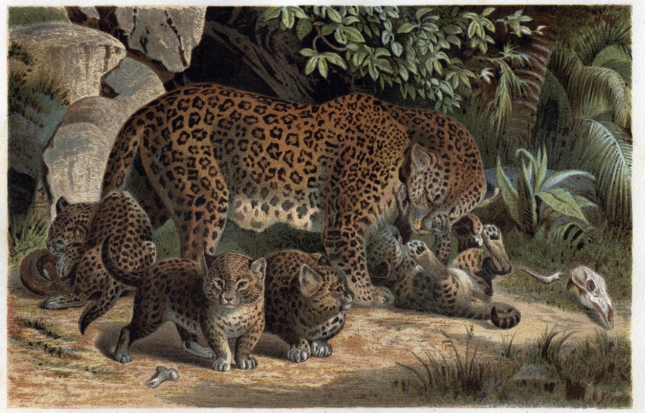 Pantera e i suoi piccoli - Panthera, da "La vita degli animali di Brehm" (incisione) da Alfred Brehm