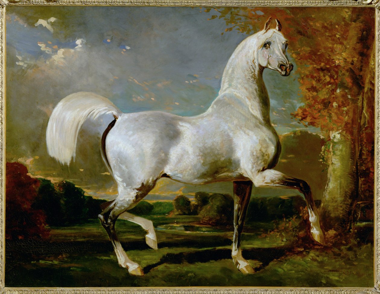 Etalon Arabe - Purosangue arabo ... da Alfred Dedreux or de Dreux