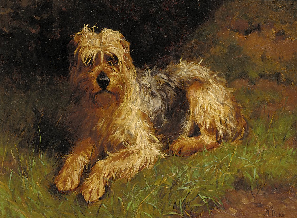 Soft Coated Wheaten Terrier da Alfred Duke