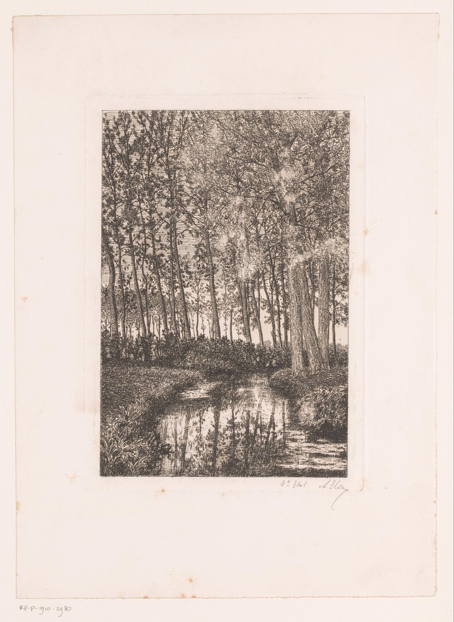 Alberi alti sull