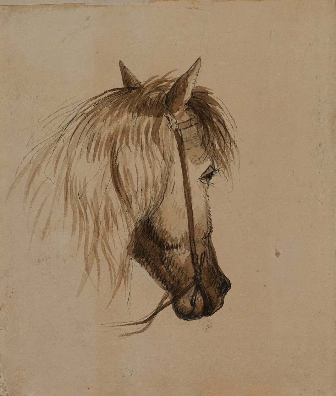 Testa di cavallo da Alfred Jacob Miller