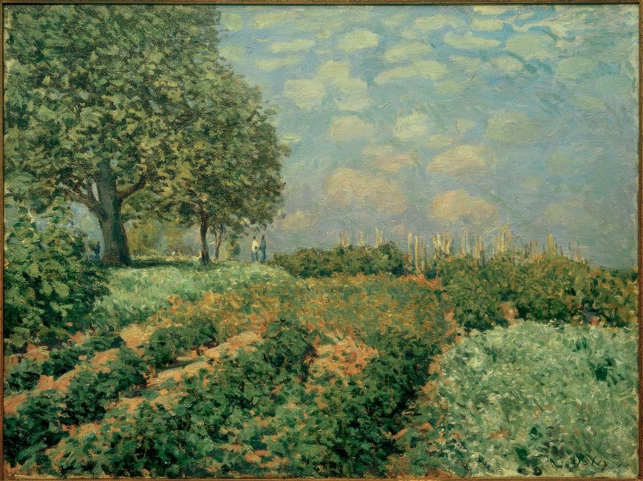I campi da Alfred Sisley