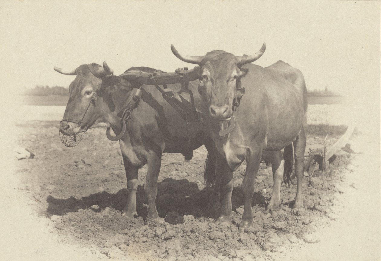 Un idillio da Alfred Stieglitz