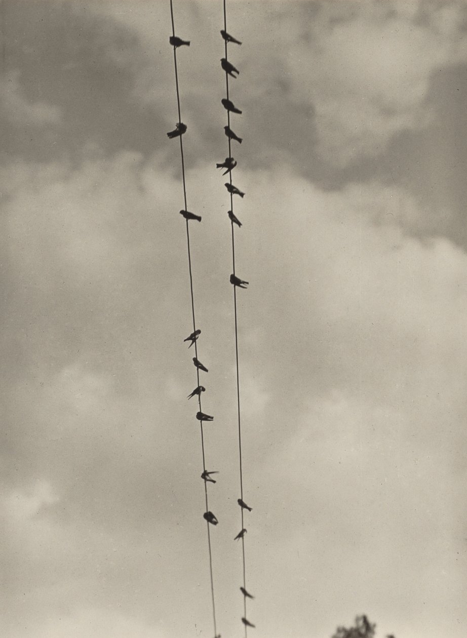 Uccelli da Alfred Stieglitz