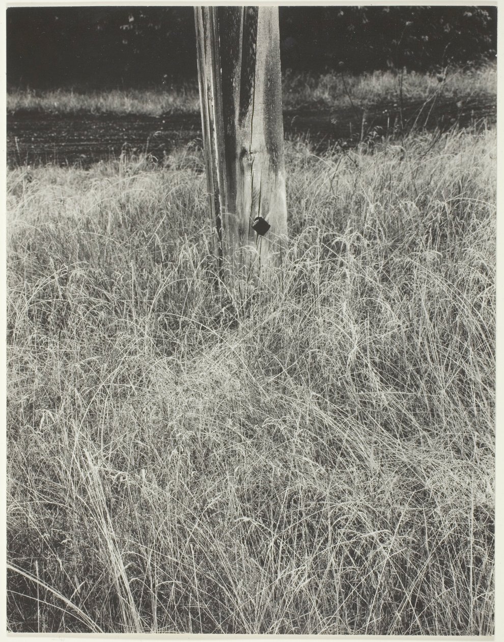 Erba e asta della bandiera da Alfred Stieglitz