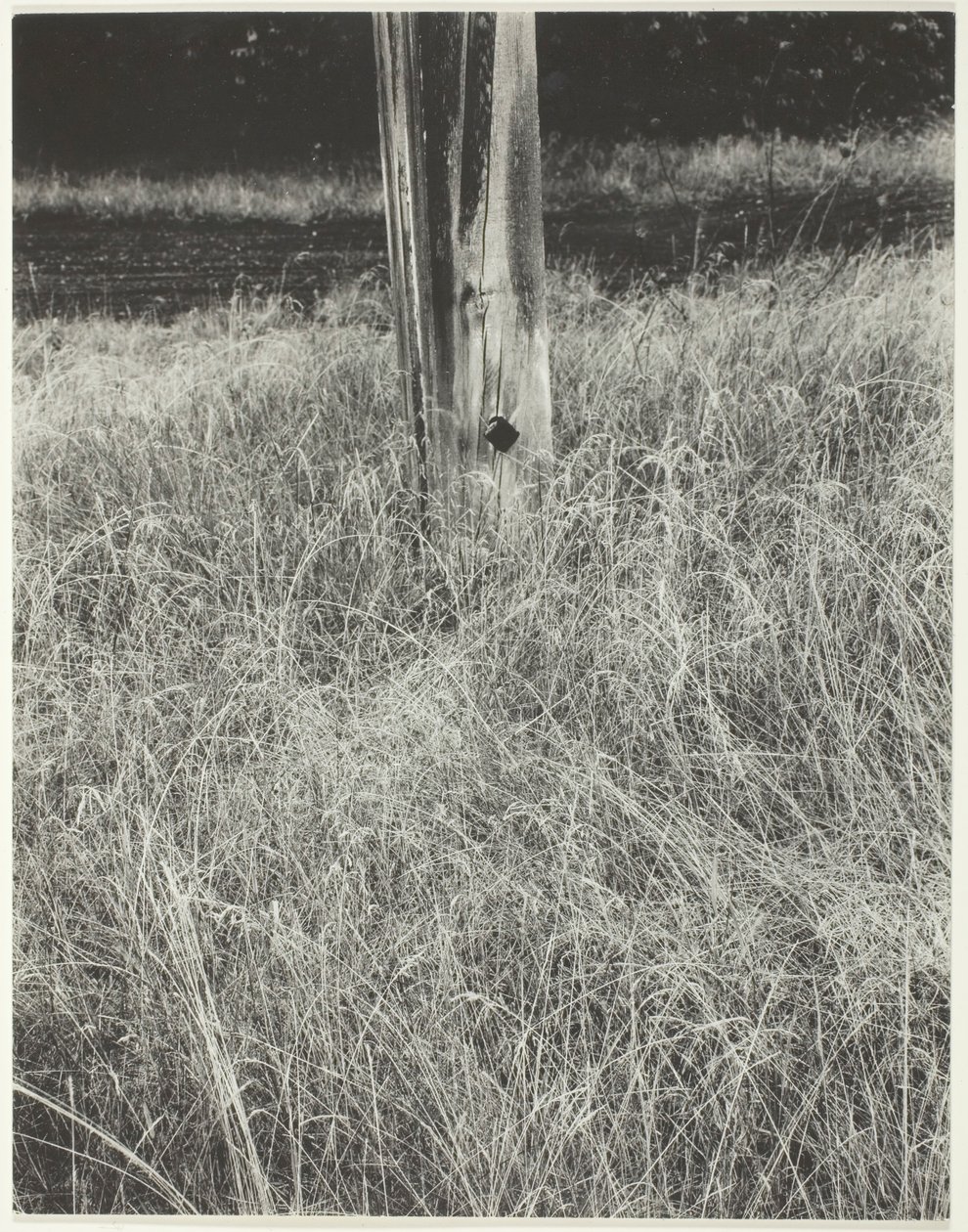 Erba e asta della bandiera da Alfred Stieglitz