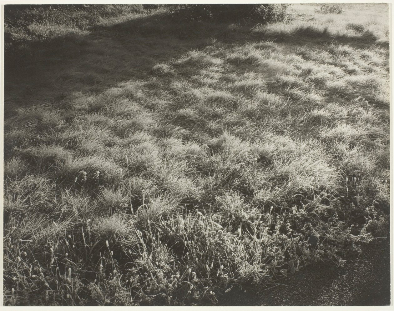 Erba e gelo da Alfred Stieglitz