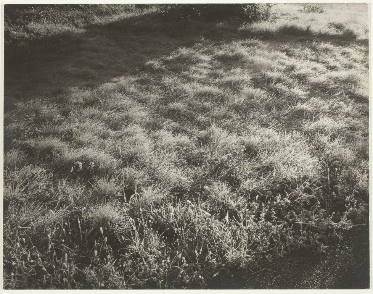 Erba e gelo da Alfred Stieglitz