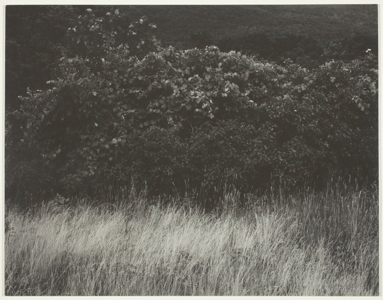 Siepe e Erbe - Lago George da Alfred Stieglitz