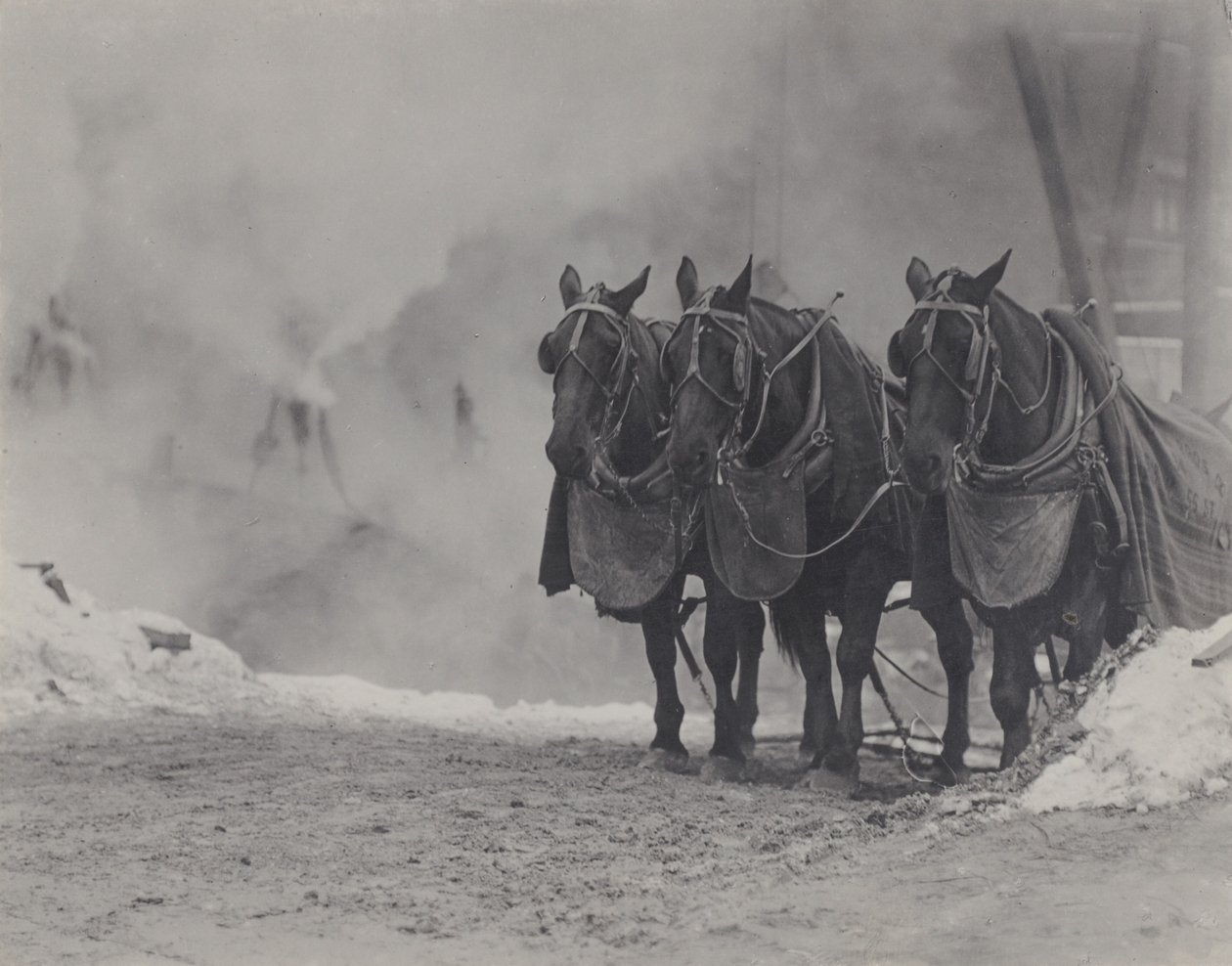 Cavalli, New York da Alfred Stieglitz