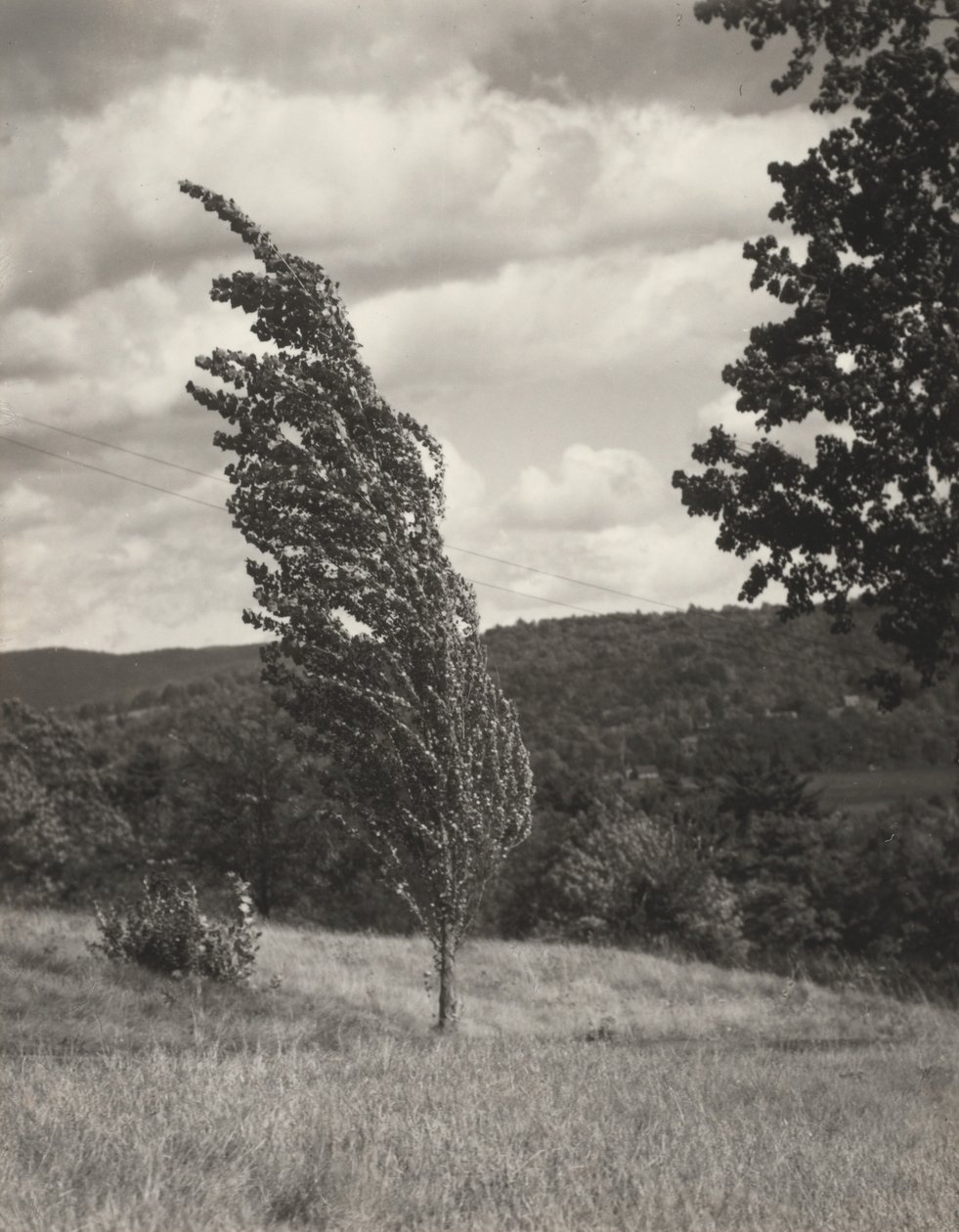 Poplar — Lago George da Alfred Stieglitz