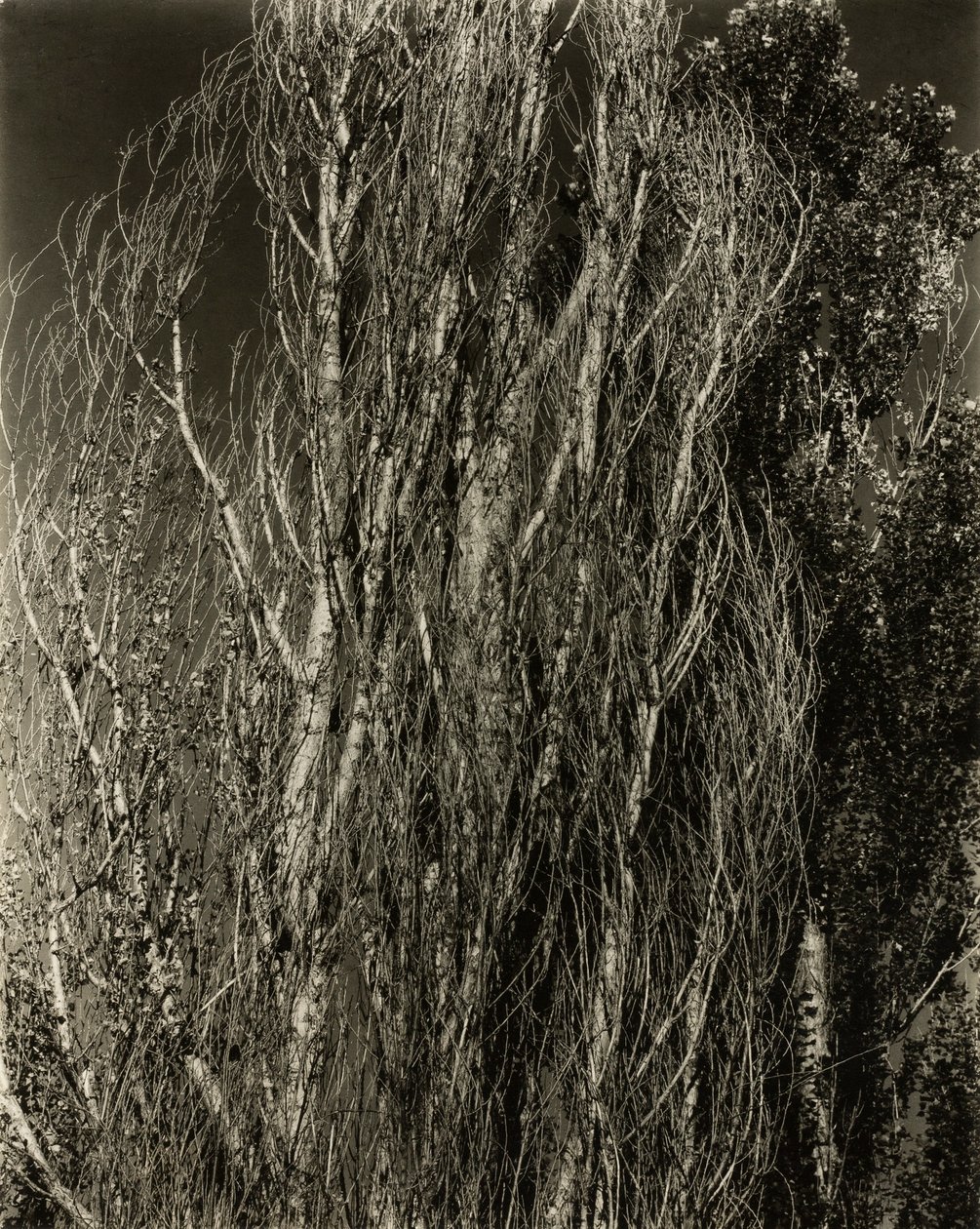 Pioppi—Lago George da Alfred Stieglitz