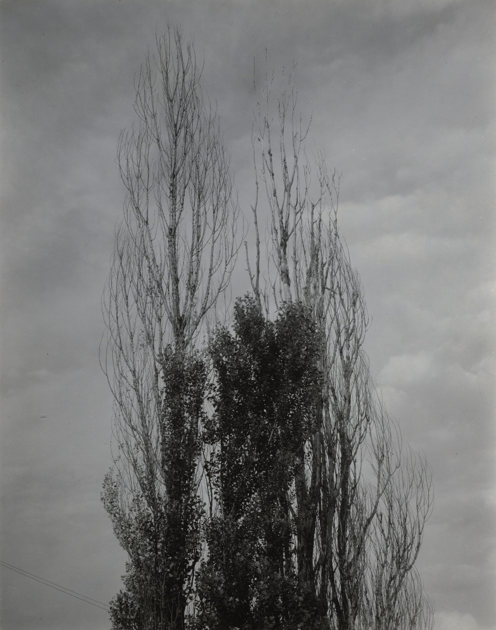Pioppi — Lago George da Alfred Stieglitz