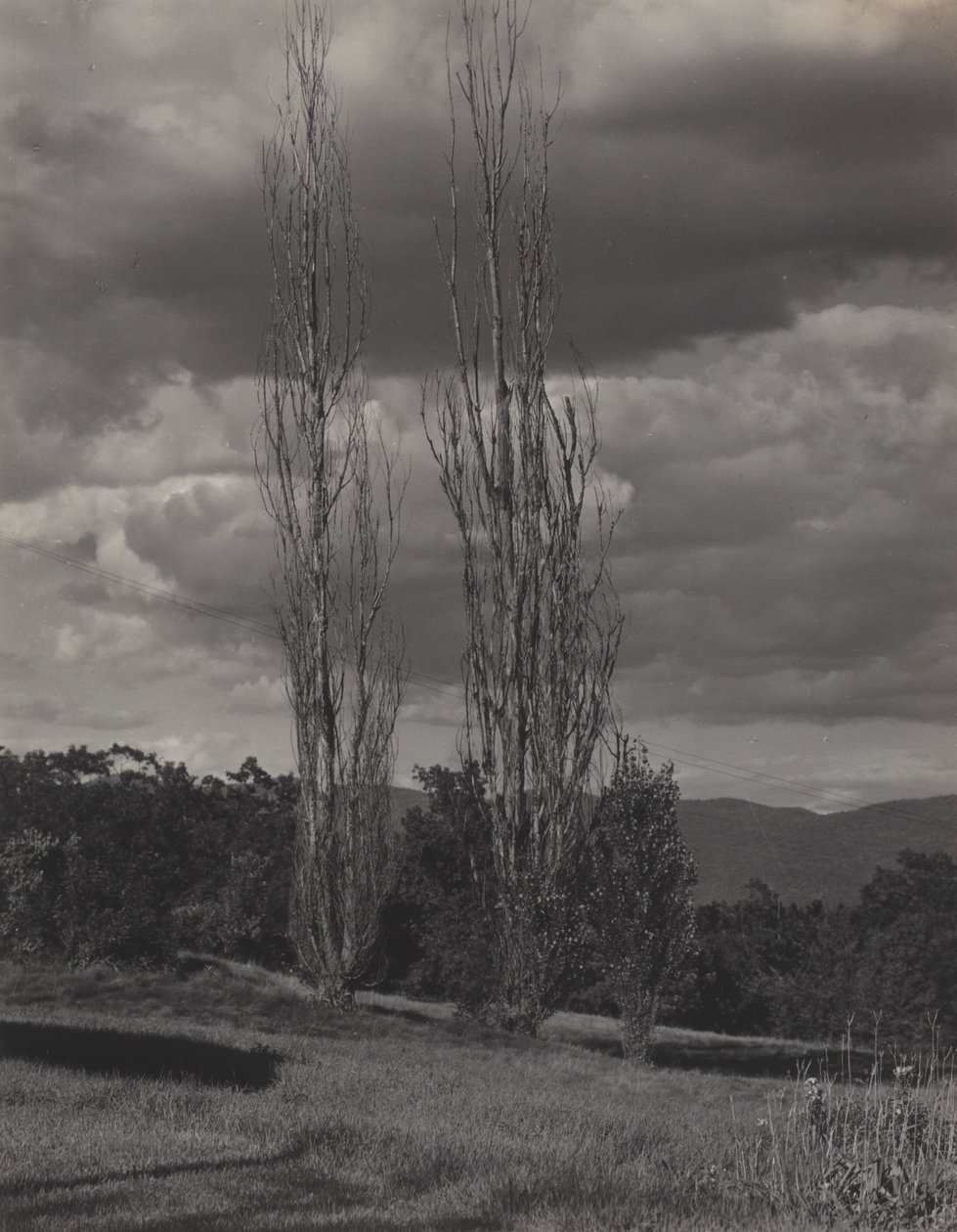 Pioppi — Lago George da Alfred Stieglitz