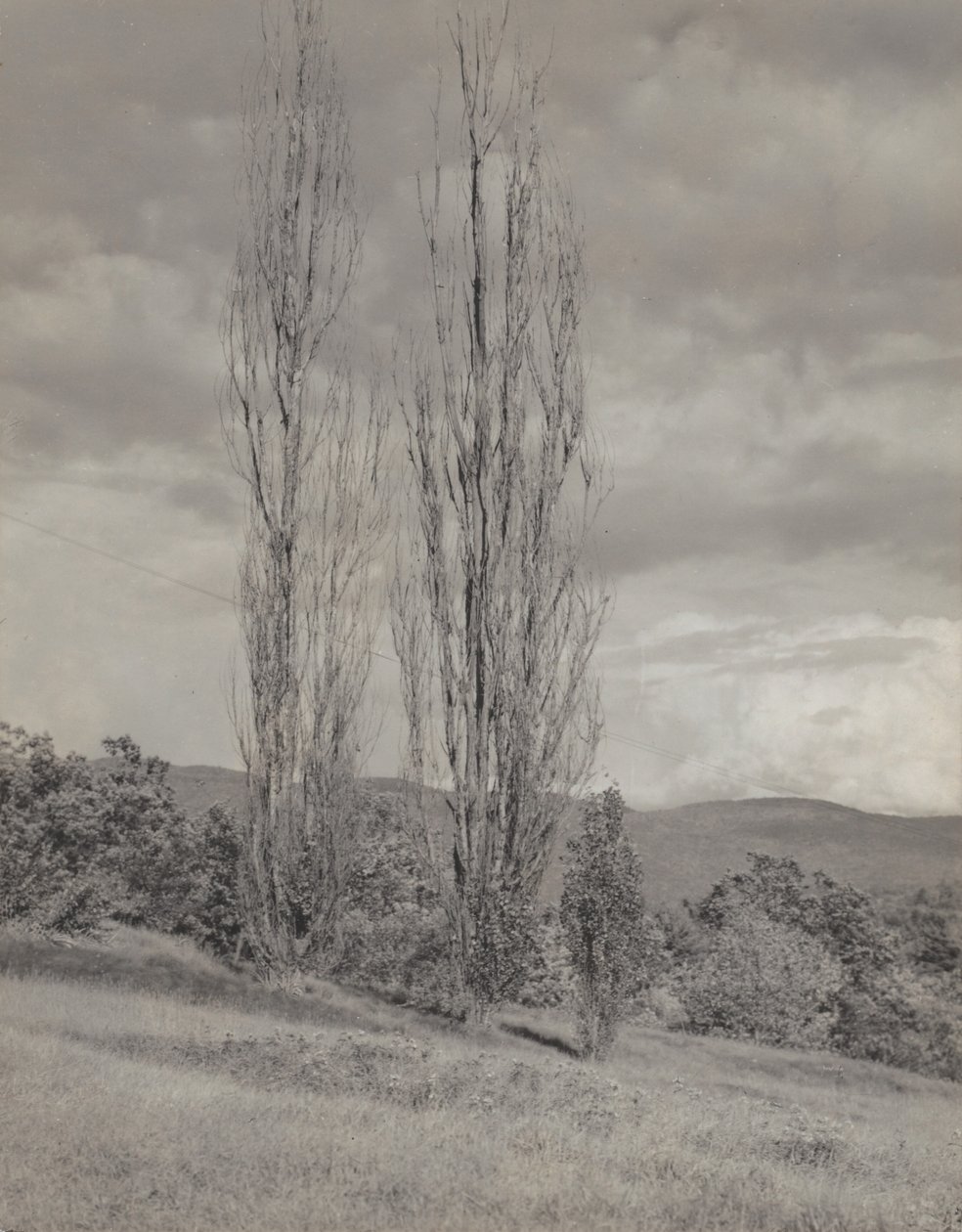 Pioppi - Lago George da Alfred Stieglitz