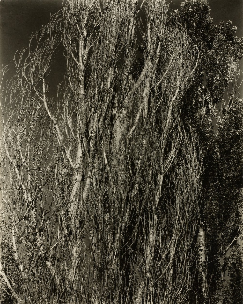 Pioppi—Lago George da Alfred Stieglitz