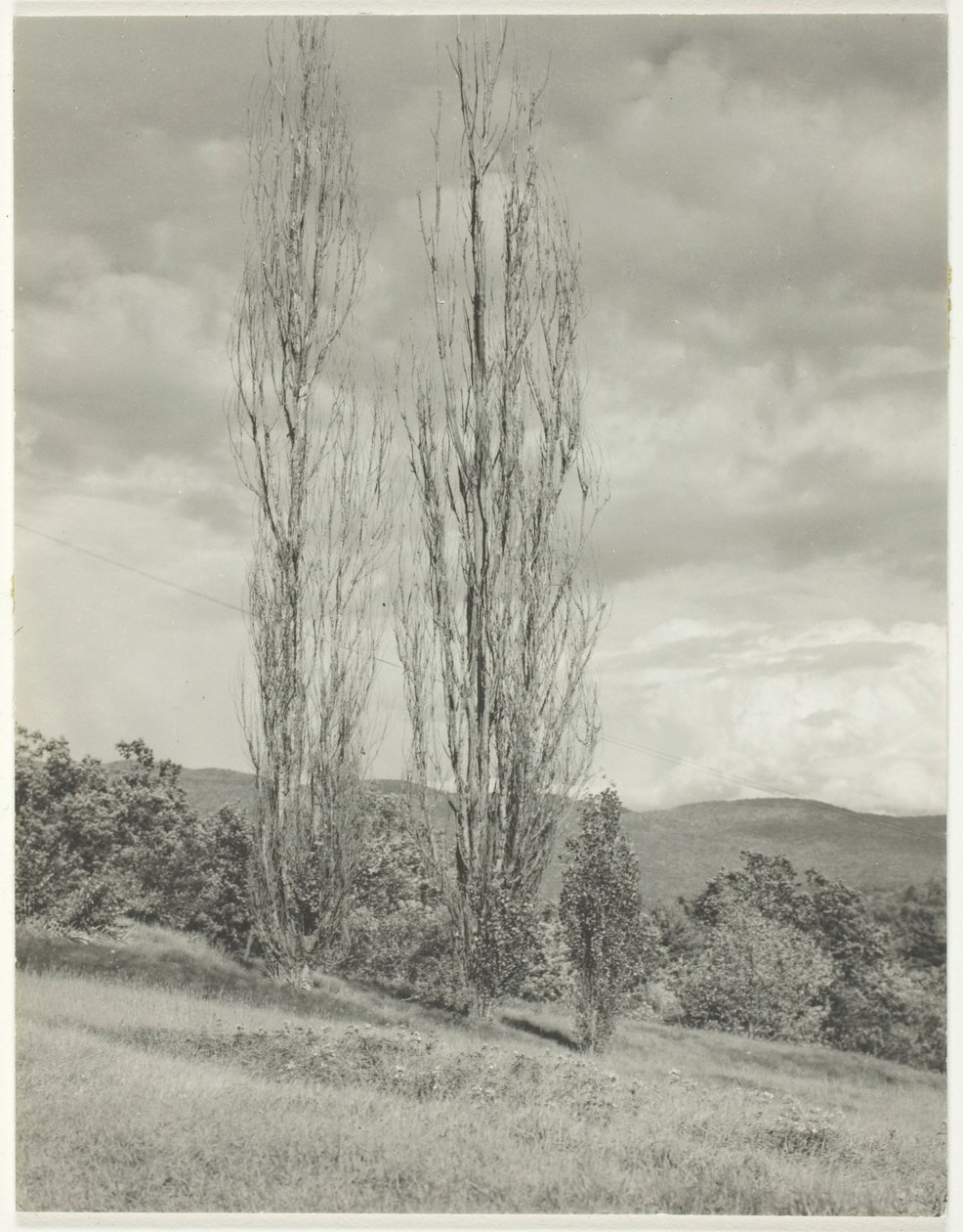 Pioppi—Lago George da Alfred Stieglitz