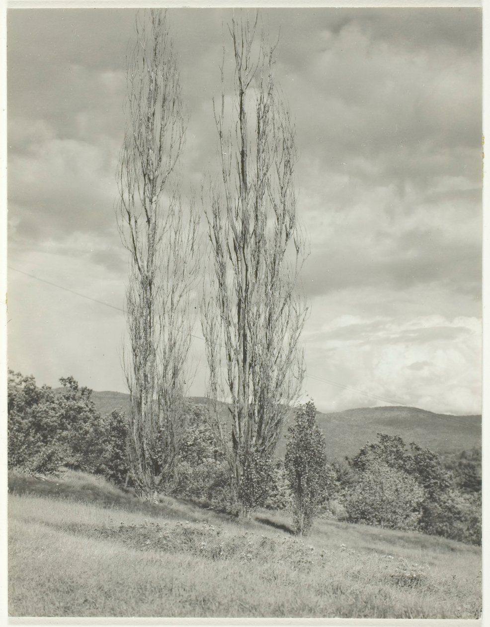Pioppi—Lago George, 1935 da Alfred Stieglitz