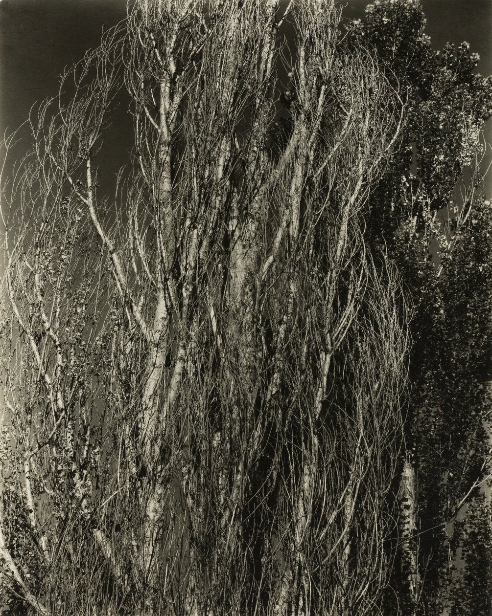 Pioppi - Lago George da Alfred Stieglitz