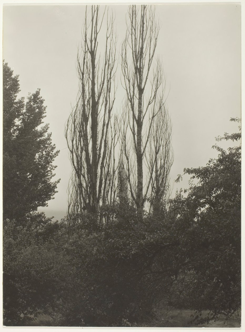 Pioppi - Lago George da Alfred Stieglitz