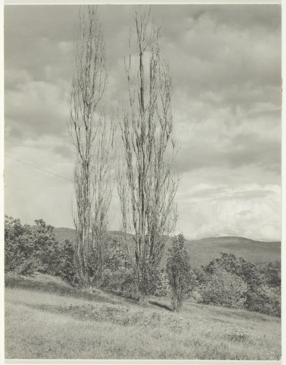 Pioppi Lago George da Alfred Stieglitz
