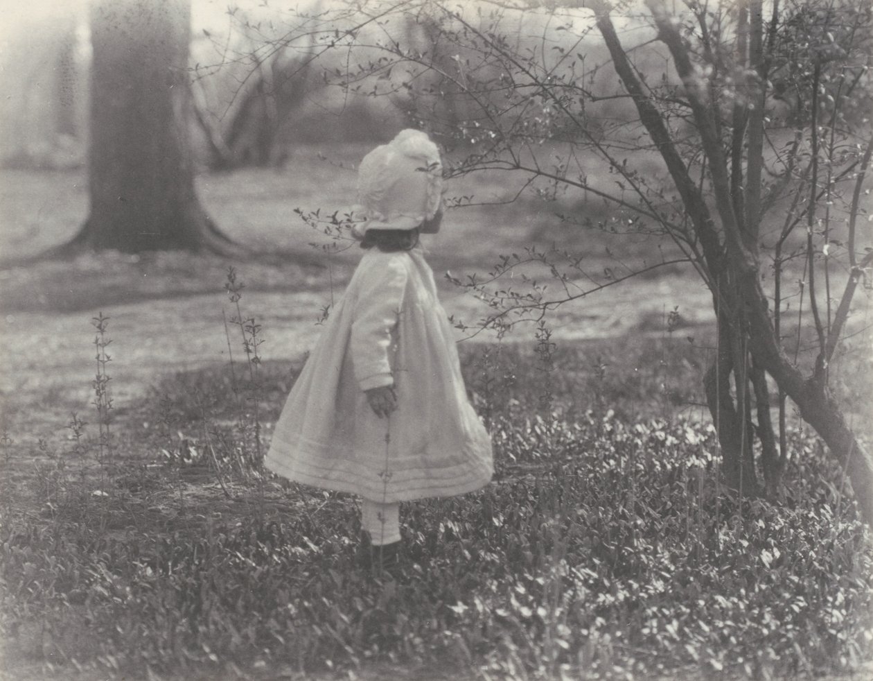 Primavera da Alfred Stieglitz