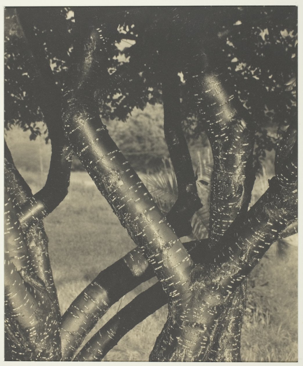 Gli alberi danzanti da Alfred Stieglitz