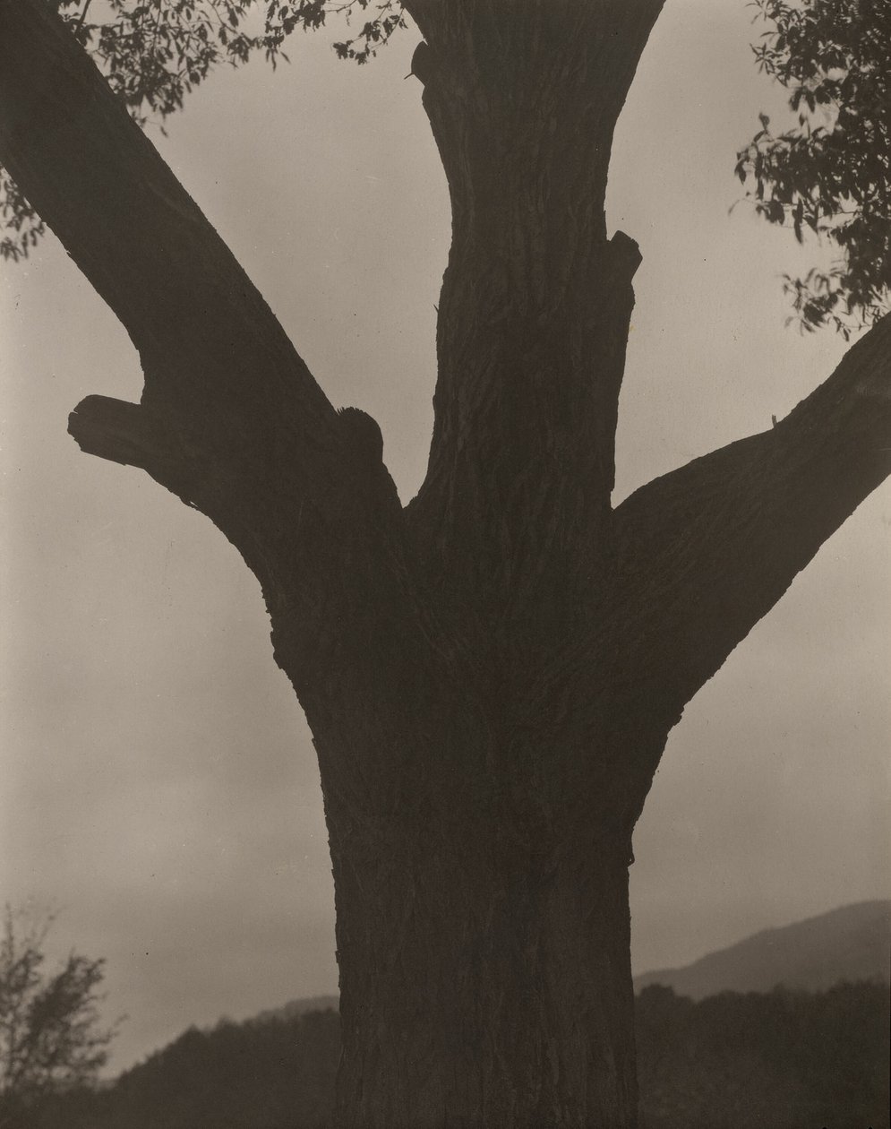 Il castagno morente da Alfred Stieglitz