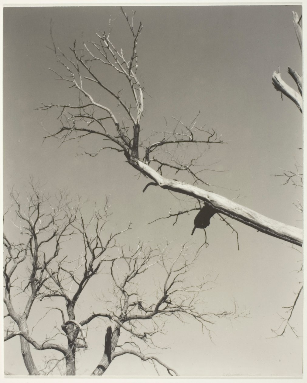 Il castagno morente - Il mio insegnante da Alfred Stieglitz