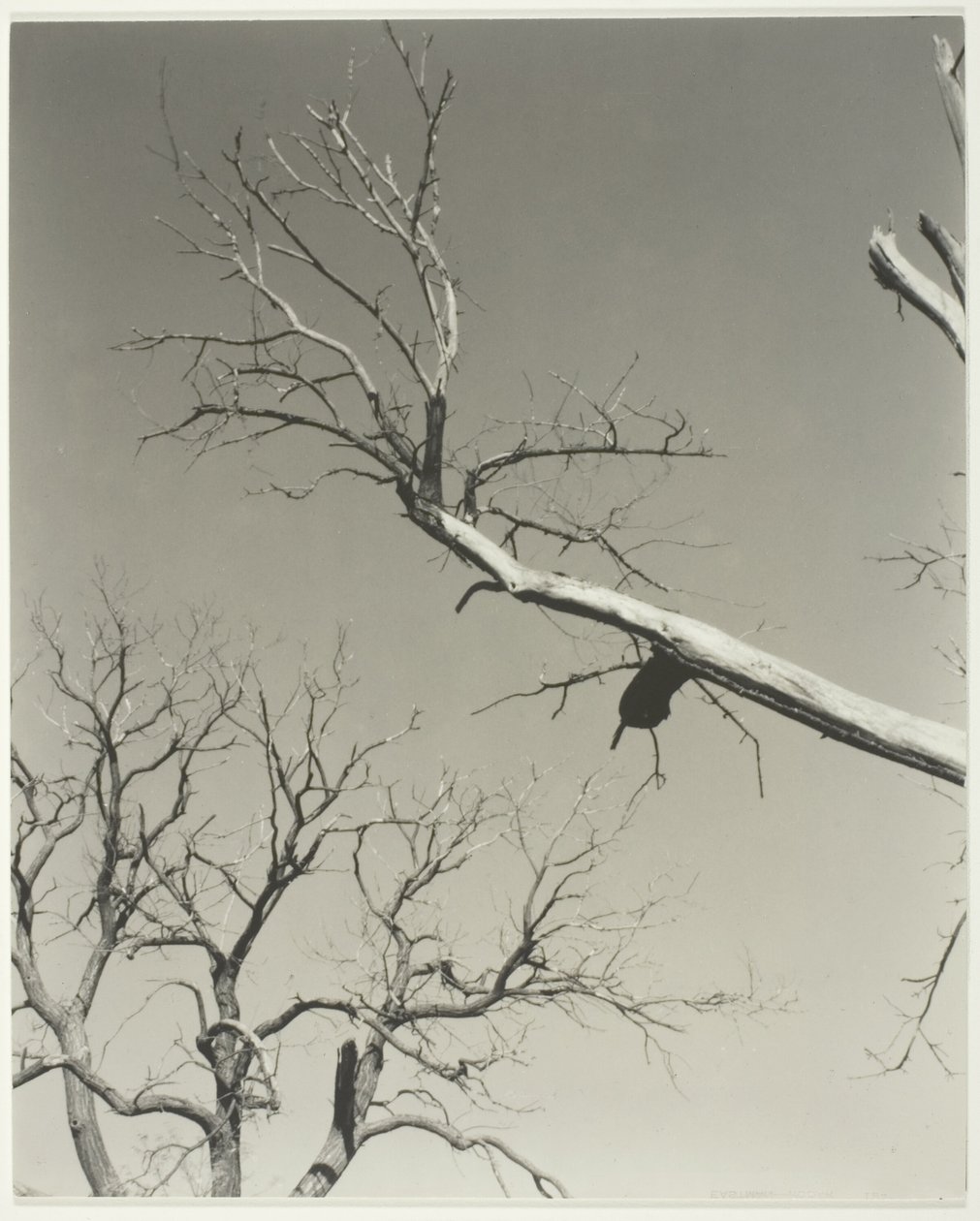 Il castagno morente - Il mio insegnante da Alfred Stieglitz