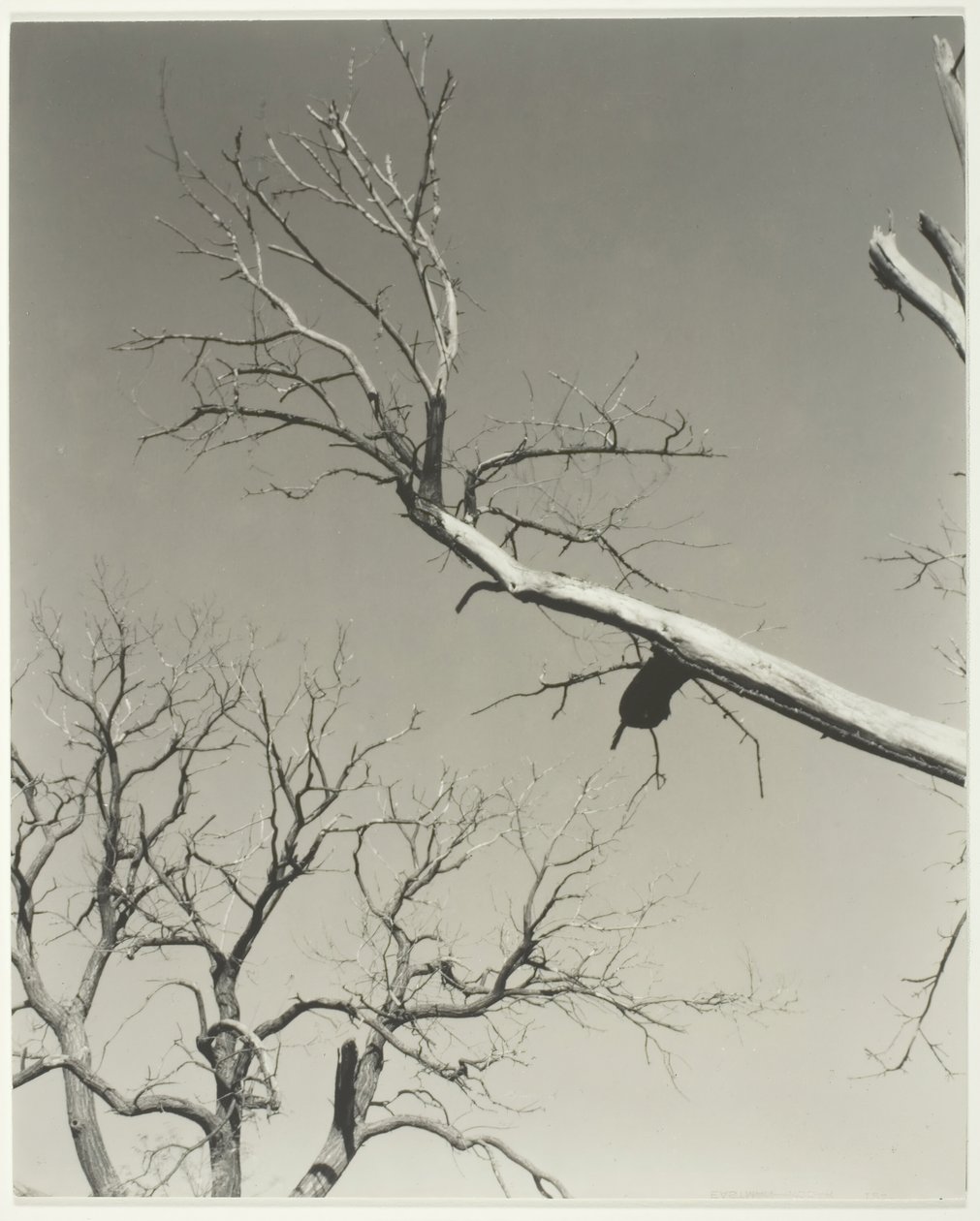 Il castagno morente—Il mio insegnante, 1927 da Alfred Stieglitz