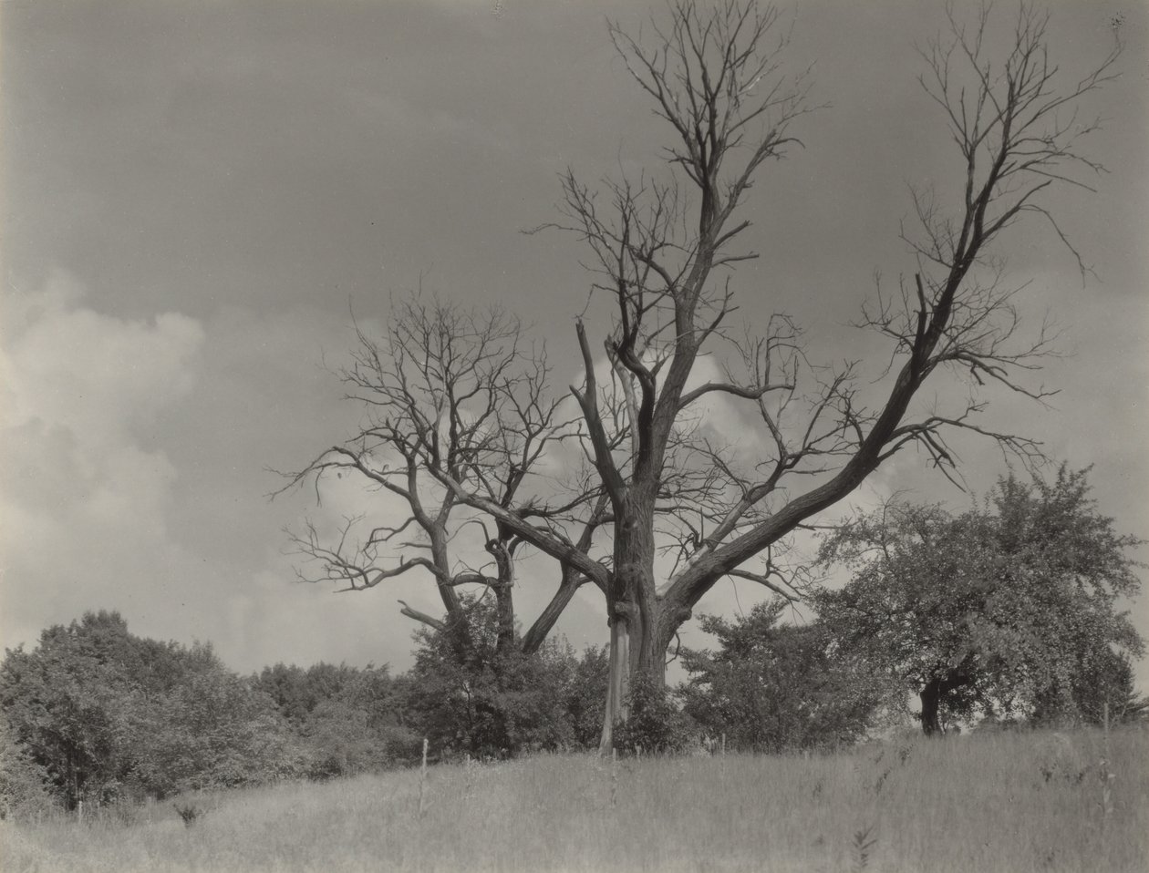 Il castagno morente da Alfred Stieglitz