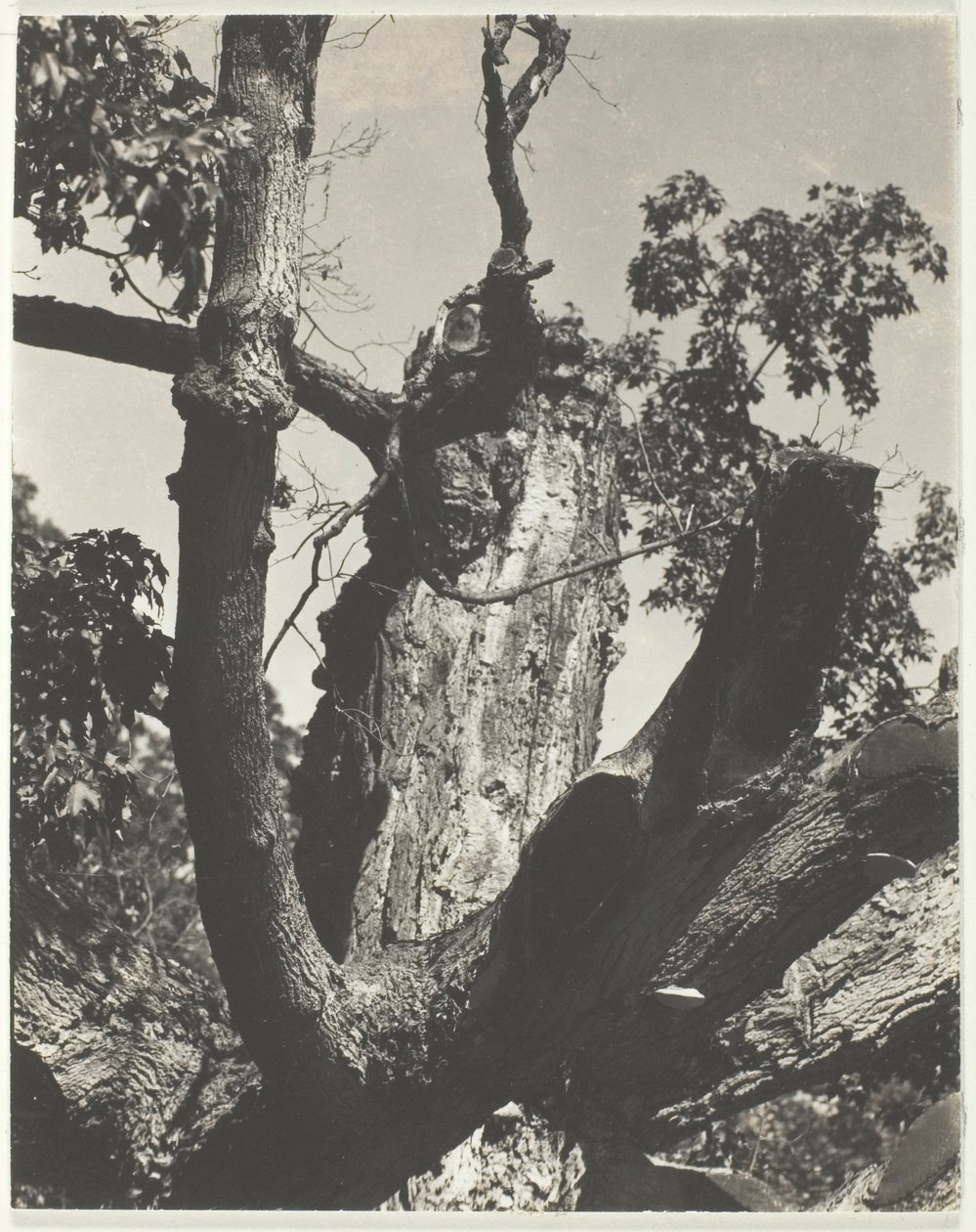Il vecchio acero—Lago George da Alfred Stieglitz