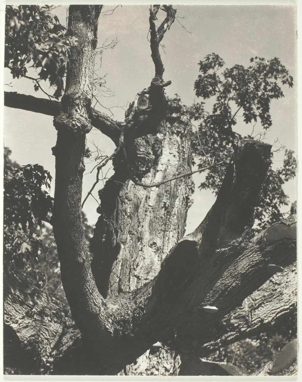 Il vecchio acero - Lago George, 1926 da Alfred Stieglitz