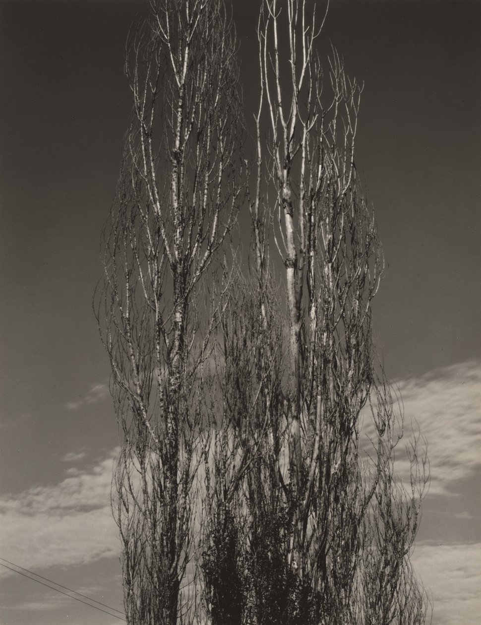 I due pioppi, Lago George da Alfred Stieglitz