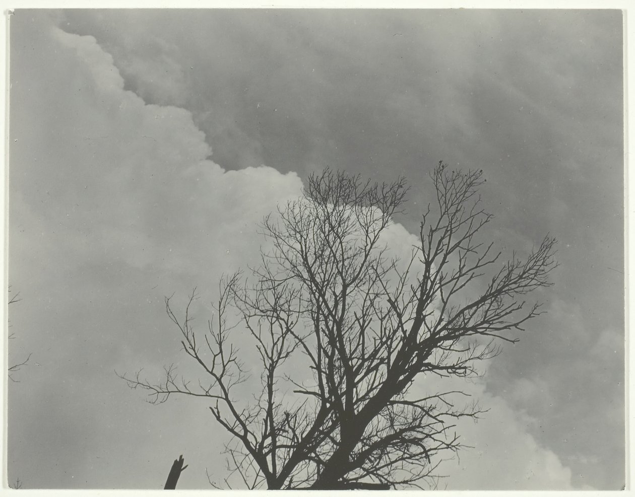 Serie di alberi 3 da Alfred Stieglitz