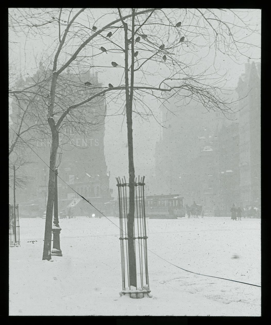 Albero nella neve, New York City da Alfred Stieglitz