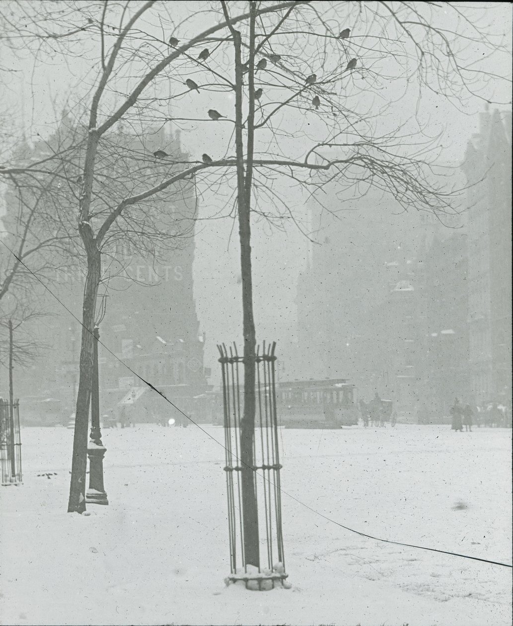 Albero nella neve, New York City, 1900-02 da Alfred Stieglitz