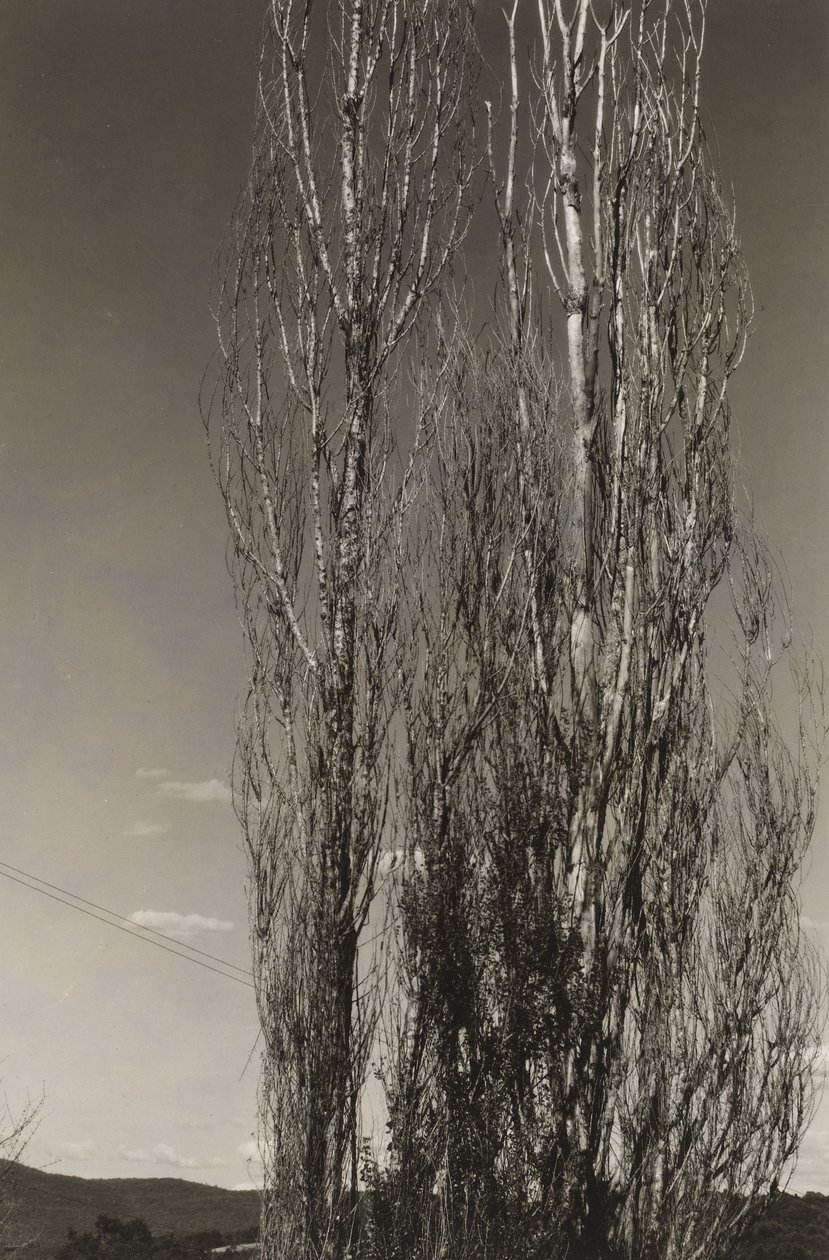Due Pioppi, Lago George (recto) da Alfred Stieglitz