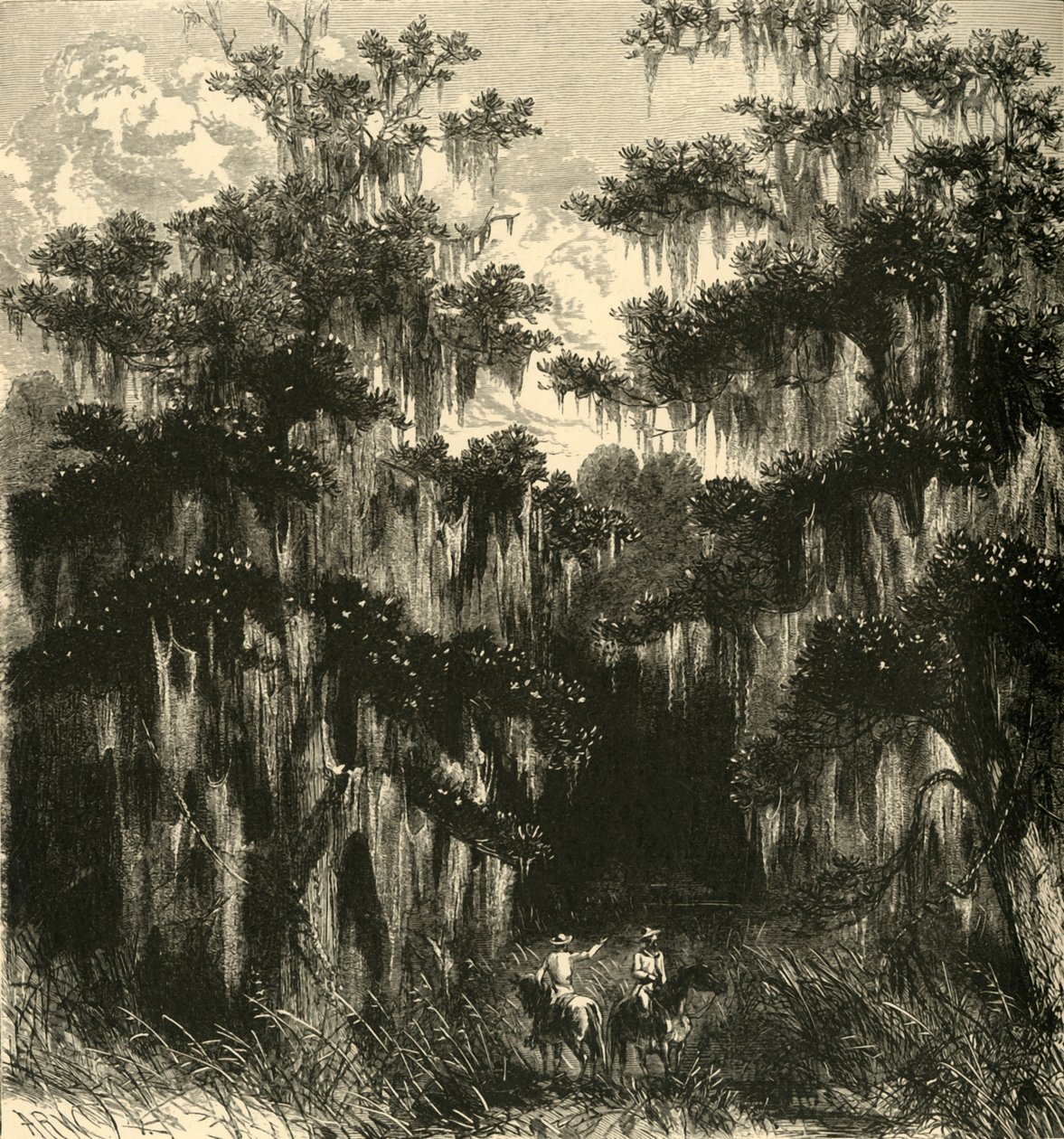 Palude di magnolie da Alfred Rudolph Waud