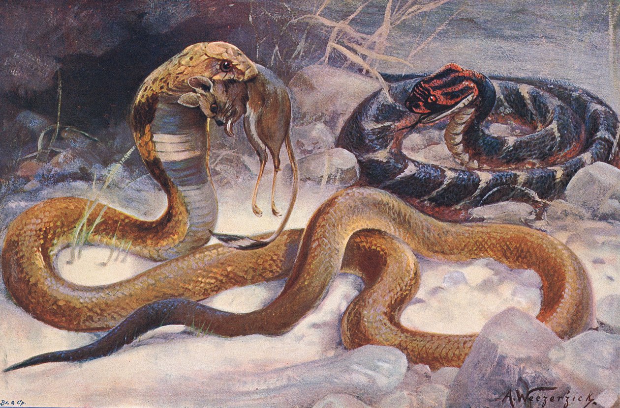 Cobra e Puff Adder, illustrazione da 