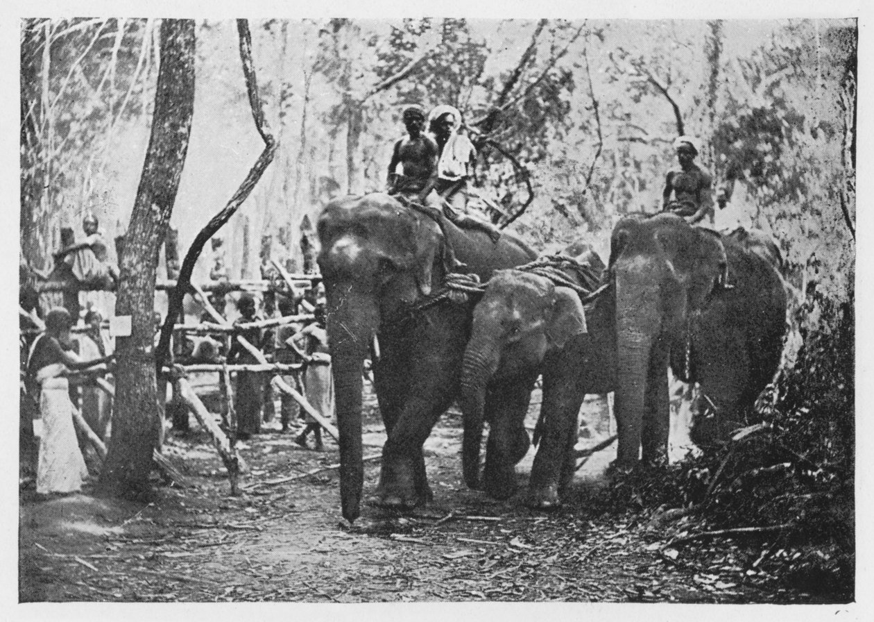 Cattura degli elefanti a Ceylon - Non più liberi, c1890 da Alfred William Amandus Plate