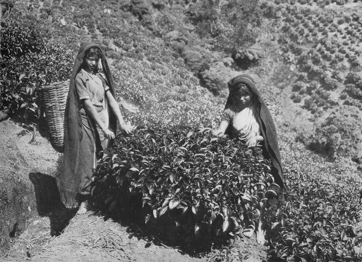 Raccoglitori in una piantagione di tè, Ceylon da Alfred William Amandus Plate