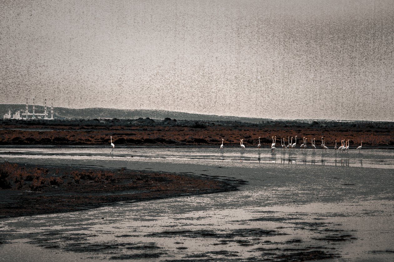 Congregazione, dalla serie Camargue Flamingos, 2017 (fotografia ridipinta a mano) da Alice Gur Arie