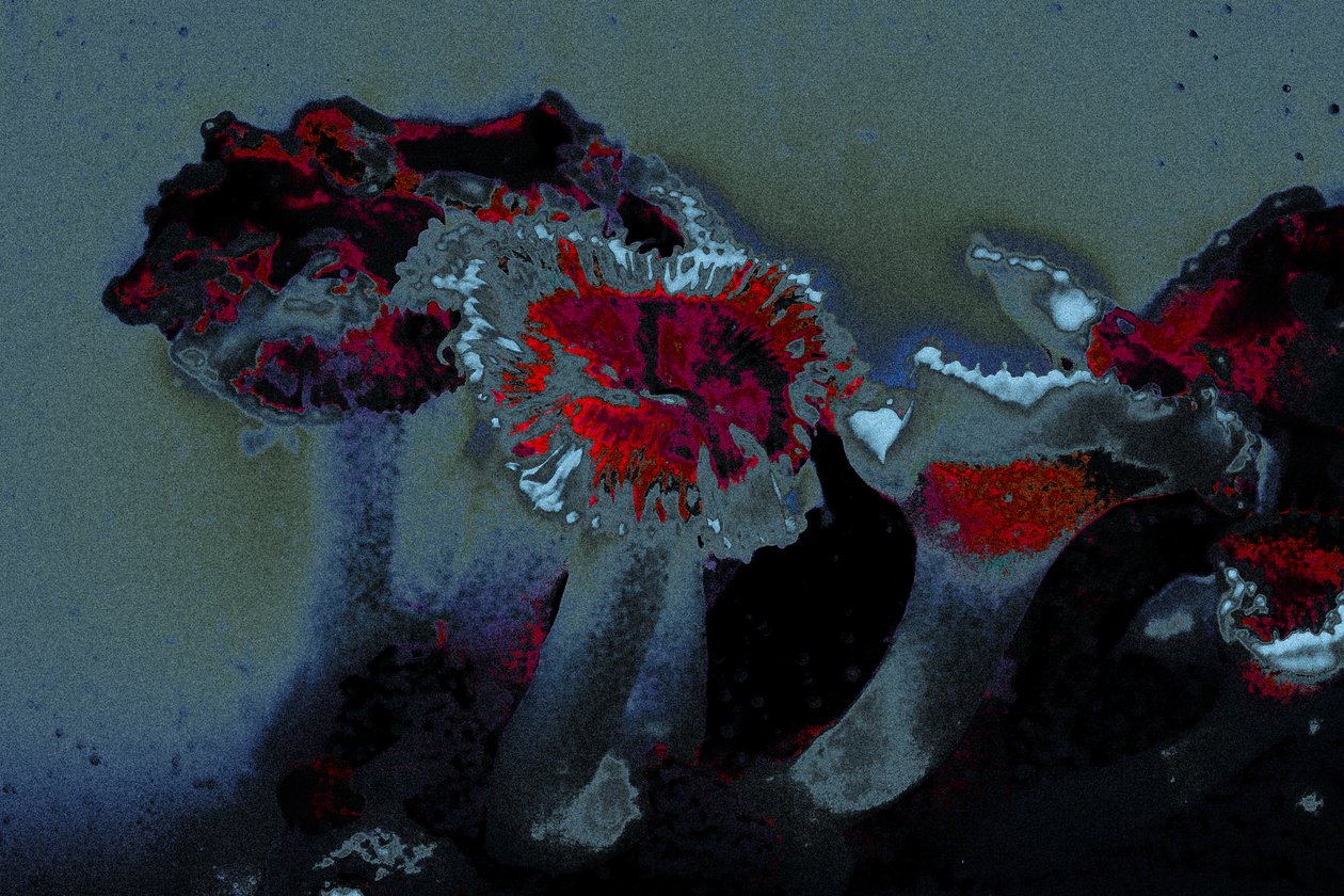 Anemone di mare, 2018 (fotografia ridipinta a mano) da Alice Gur-Arie