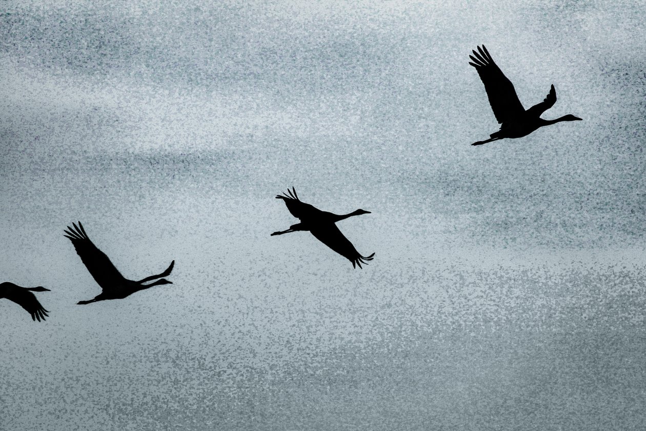 Wing on Wing, dalla serie Over Hula, 2016 (fotografia) da Alice Gur Arie
