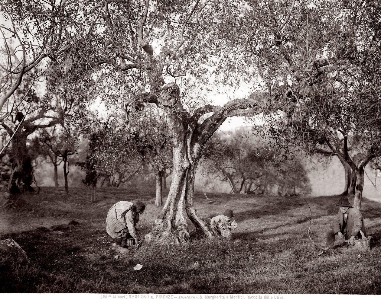 Bambini che raccolgono olive tra gli ulivi, su una collina a Santa Margherita a Montici, Firenze (foto in bianco e nero) da Fratelli Alinari